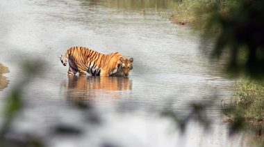 Tiger tracking during Jugle Safari in Bardiya National Park