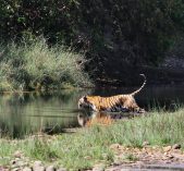 Tiger tracking during Wildlife Jugle Safari in Bardiya National Park