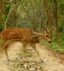 Wildlife in Chitwan National Park