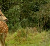 Deer spotted during Jungle Safari tour in Bardia National Park of Nepal