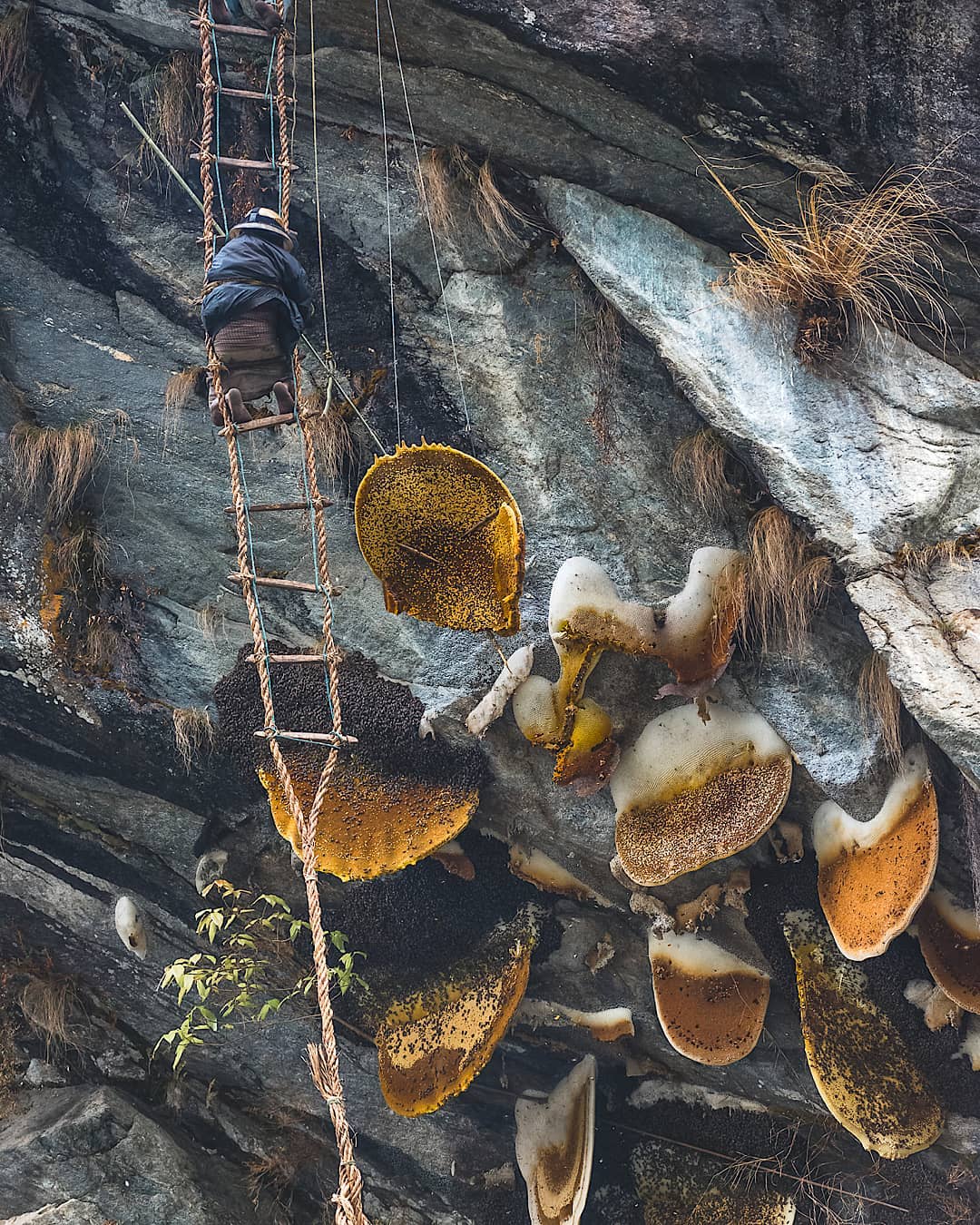 Thrilling Honey Hunting Tour in the high hills cliffs of Nepal