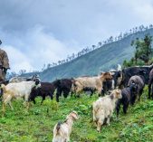 Cattle keeping and taking them for grazing is one of the major profession of Tamang People in Northern zone of Rusuwa, Nepal ( People of Tamang Heritage Trail)