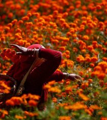A woman picking up the marigold flowers for Tihar
